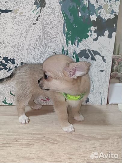 Щенки чихуахуа