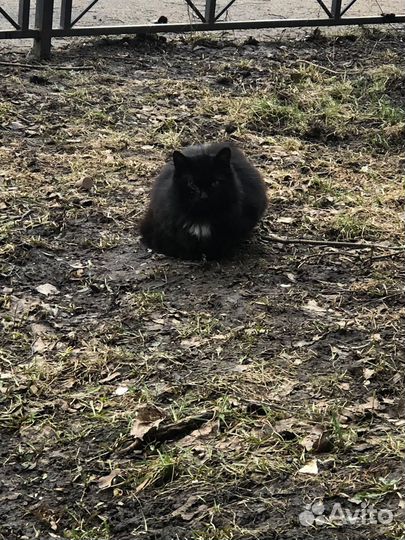 Кот в добрые руки