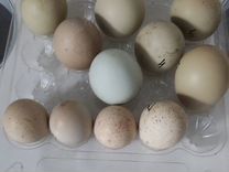 Инкубационное Яйца куропатки кеклик Азиат и фазана