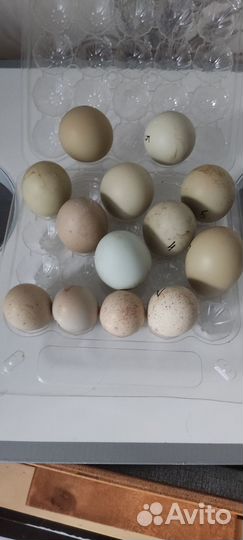 Инкубационное Яйца куропатки кеклик Азиат и фазана