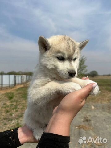 Сибирский хаски