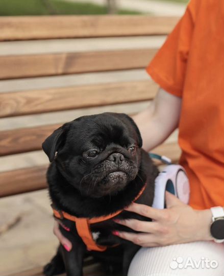 Мопс вязка мальчик