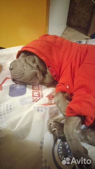 Шарпей собака