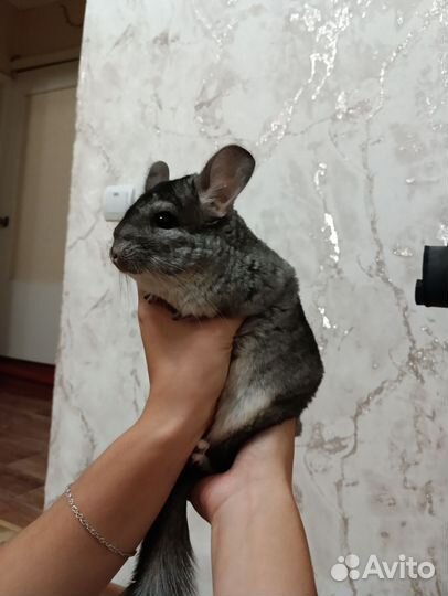 Шиншилла