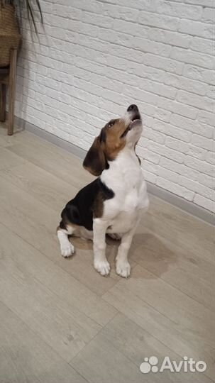 Бигль щенок