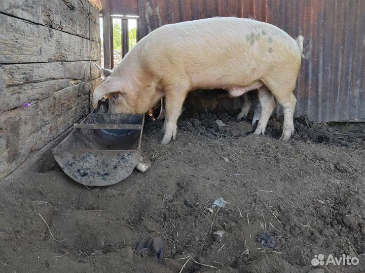 Хряк на племя