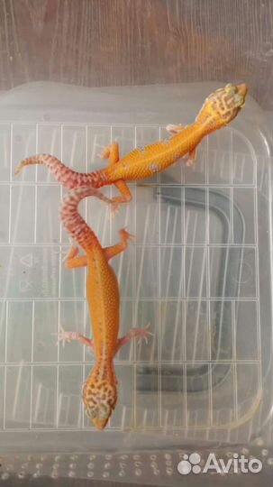 Геккон эублефар