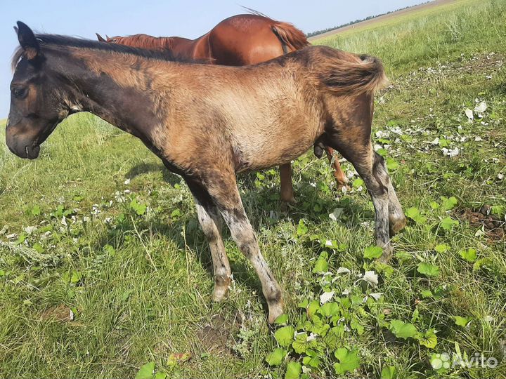 Полутяж жеребчики