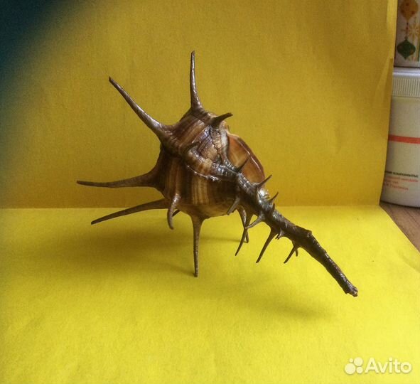 Морская раковина Murex cornutus 154 мм продано