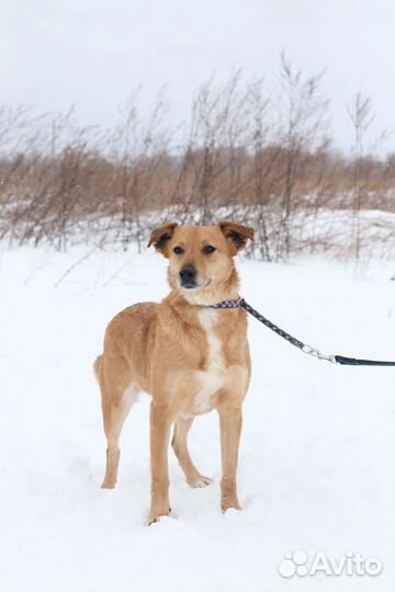 Собака Шери в добрые руки