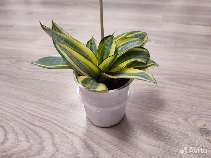 Сансевиерия