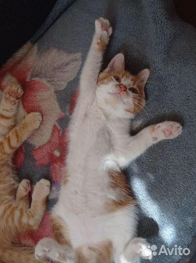 Отдам котиков в добрые руки