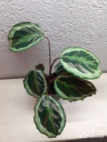 Калатея Марион