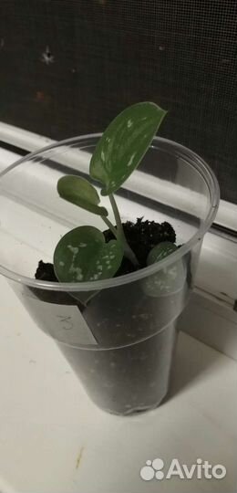 Сциндапсус