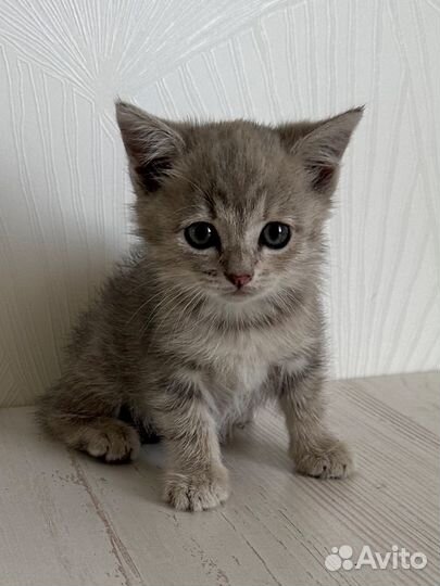 Котята бесплатно