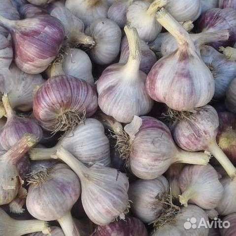Лук севок оптом