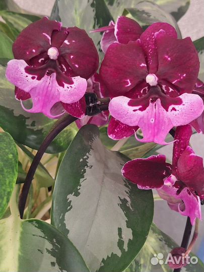 Орхидея фаленопсис Биг Лип Горячий Поцелуй