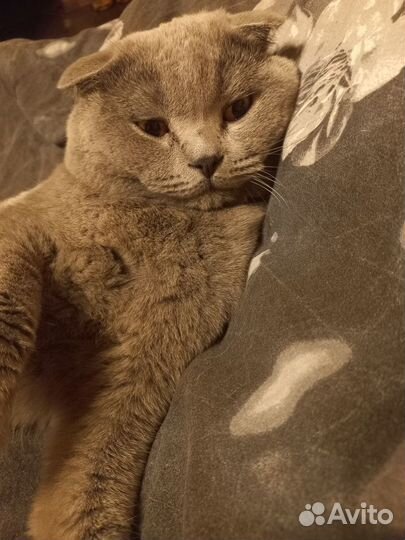 Шотландский кот на вязку