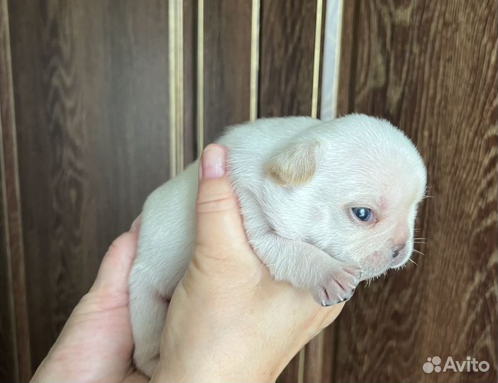 Щенки французский бульдог