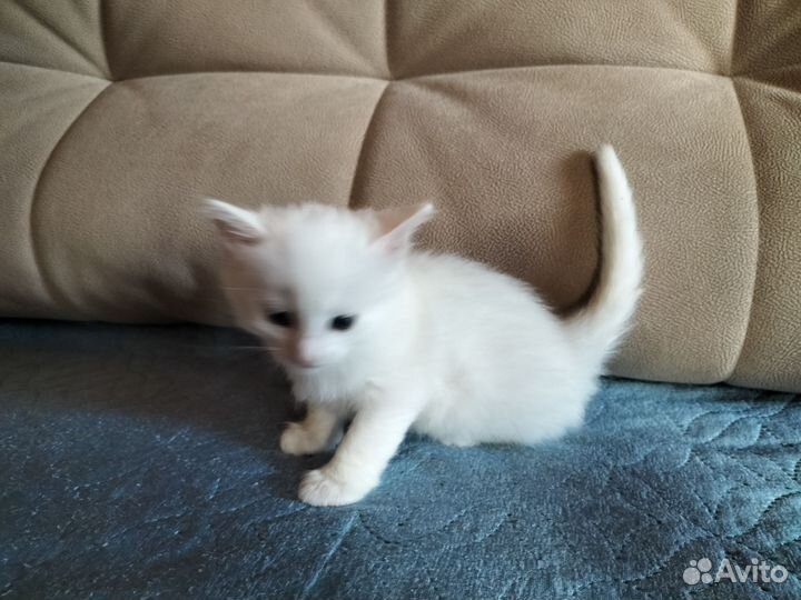 Котята в дар