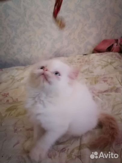 Персидские котята