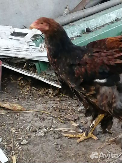 Брама и декоративные петушки