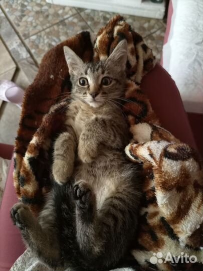 Юся-тутуся, кроткое и нежное создание