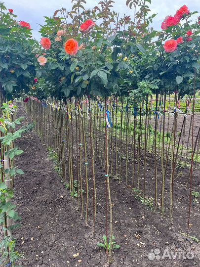 Розы на штамбе от 120см, более 40 сортов