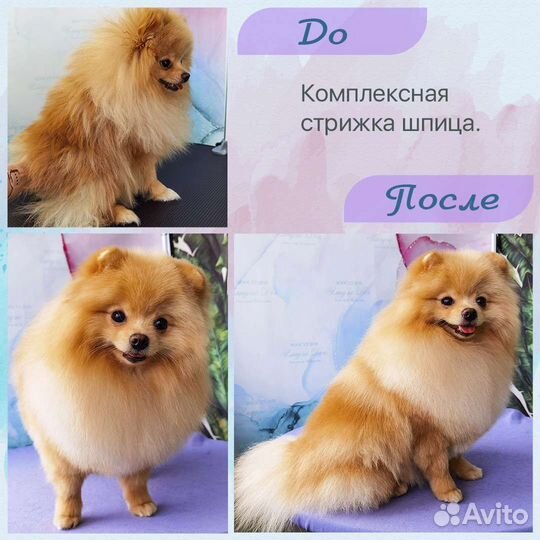 Стрижка собак и кошек. Грумер