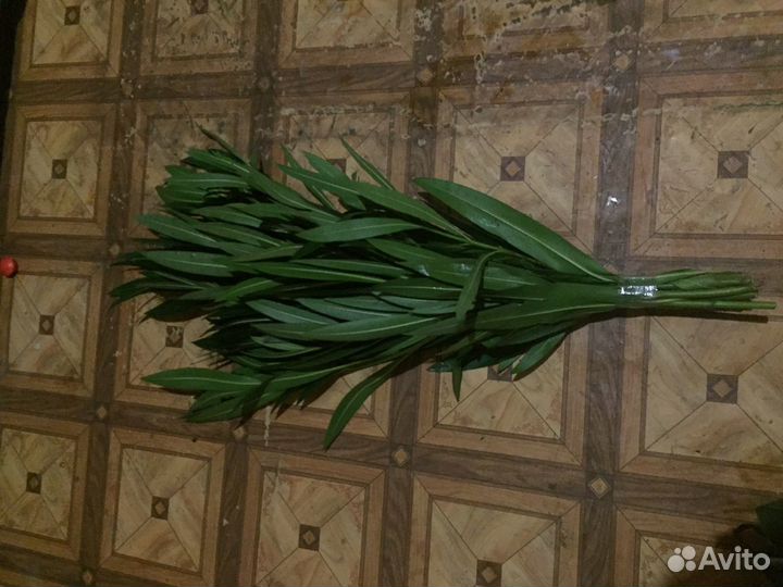 Кипарис, руксус