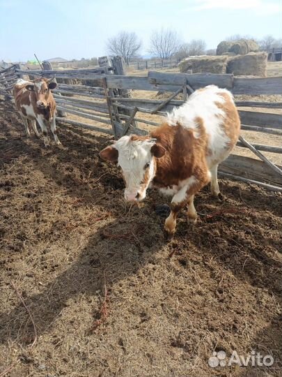 Продам быка и телку