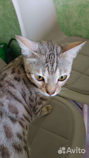 Бенгальская кошечка