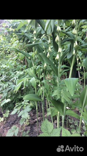 Разбитое сердце и другие многолетники