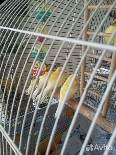 Молодые кенары