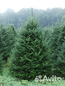 Сосна 1,5м - 2м оптом и в розницу