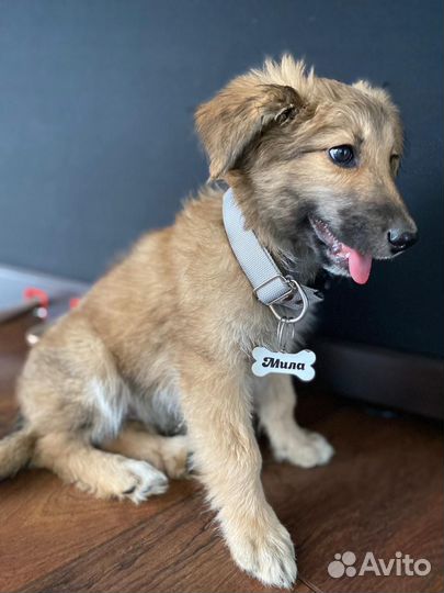 Щенки мальчики и девочки в добрые руки