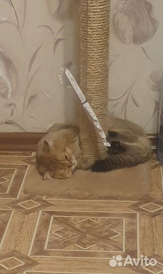 Коты для вязки