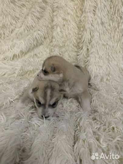 Щенки сибирской Хаски