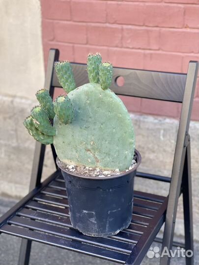 Кактус опунция