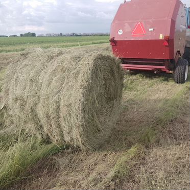 Сено в рулонах