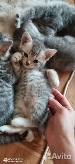 Котёнок Британец
