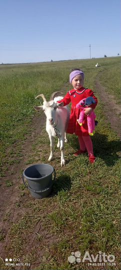 Коза дойная