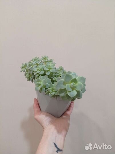 Эхеверия растение