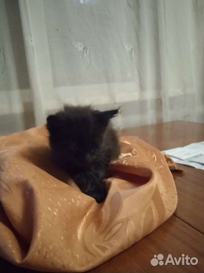 Котëнок девочка. Ласковая, игривая