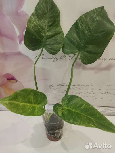 Антуриум кларинервиум