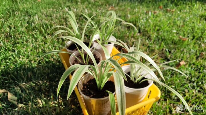 Хлорофитум