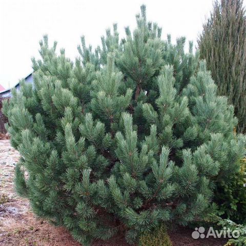 Сосна веймутова и черная(подробности в описании)