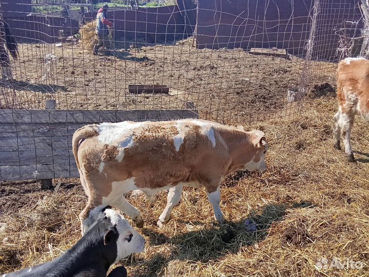 Продажа крс