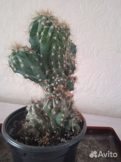 Кактус цереус