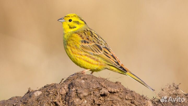 Певчие птицы